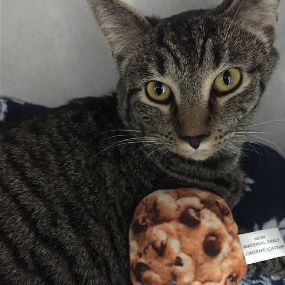 Meet your Posher, Rachel - Picture 1 of 1